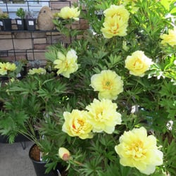 Sunnyside Nurseries - Yellow peonies, the display at their front door last spring.
