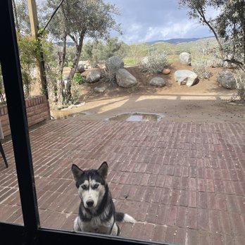 Bruma - one of the 3 dogs on property - Wineries Near Me - Ensenada, BCN