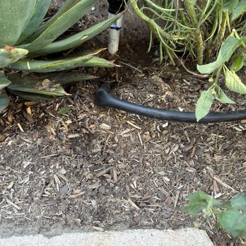 Moon Valley Nurseries - Hidden and kinked drip system - Tree Services Near Me - Chino, California Moon Valley Nurseries - Hidden and kinked drip system - Tree Services Near Me - Chino, California