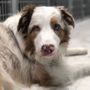 Melrose La Brea Animal Hospital