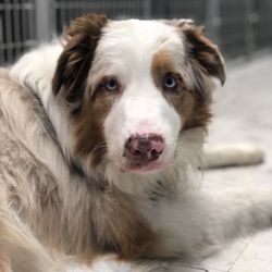 Melrose La Brea Animal Hospital - PetHospitalLosAngelesCA