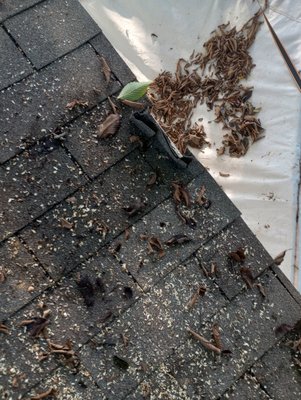 Post Roofing & Tree Services