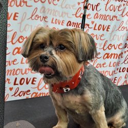 Newport Paws Pet Salon - Most handsome boy on his block.