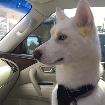 My Puppy Parlor - Hope & her sweet yellow accent - Pet Groomers Near Me - Madison, Tennessee