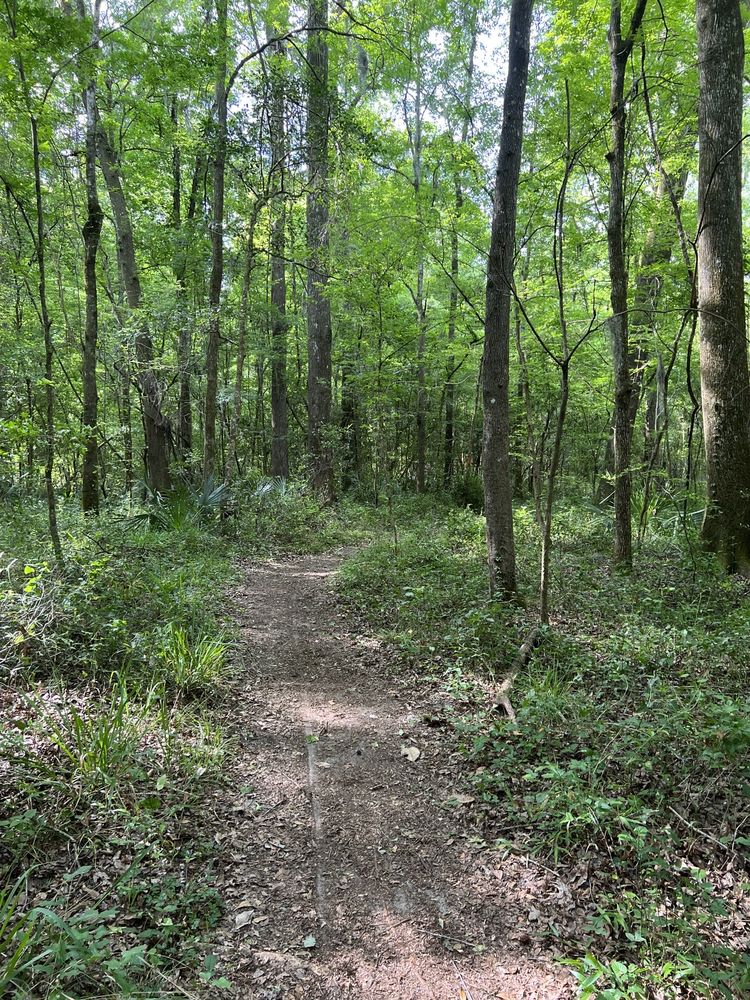 San Felasco Hammock Preserve State Park Image