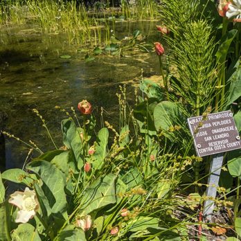 Regional Parks Botanic Garden at Tilden - Botanical Gardens Near Me - Berkeley, California