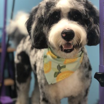 Sincere Groomer - Pet Groomers Near Me - Woburn, Massachusetts Sincere Groomer - Pet Groomers Near Me - Woburn, Massachusetts
