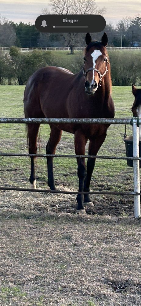 D&D Performance Horses