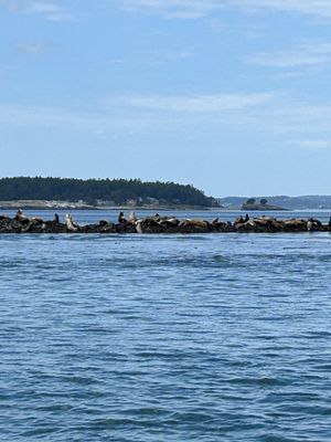 Western Prince Whale Watching Adventures by null