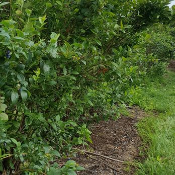 Blueberry Country - Orchard - Specialty Food Near Me - Ohaupo, WKO