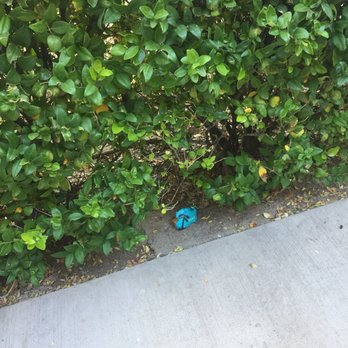 Discovery Park - This park has been rocked! By me and others :) please post pics with you and a #paintedrock the group is Las Vegas Rocks! :) keep or rehide - Parks Near Me - Henderson, Nevada