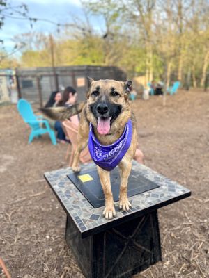 Neighbors Dog Park & Cafe by null