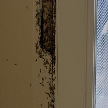 Aantex Pest Control - Pest Control Near Me - Brentwood, California