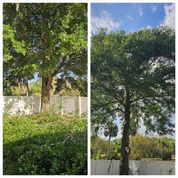 Dynamic Tree Masters - Tree Services Near Me