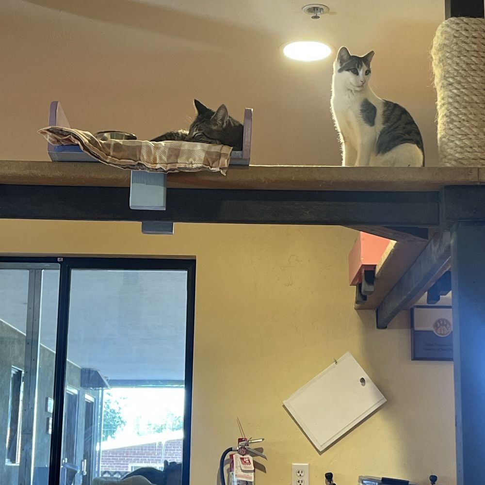 Hermitage Cat Shelter - Animal Shelters Near Me - Tucson, Arizona Hermitage Cat Shelter - Animal Shelters Near Me - Tucson, Arizona