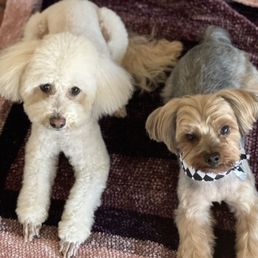 Toby and Buddy Toby and Buddy