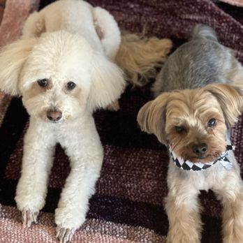 Dingo Pet Grooming - Toby and Buddy - Pet Groomers Near Me - La Habra, California Dingo Pet Grooming - Toby and Buddy - Pet Groomers Near Me - La Habra, California