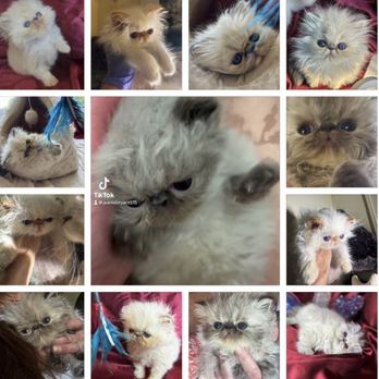 California Bank & Trust - Kingsley babies loves that kibble money from the bank - Banks & Credit Unions Near Me - Arcadia, California