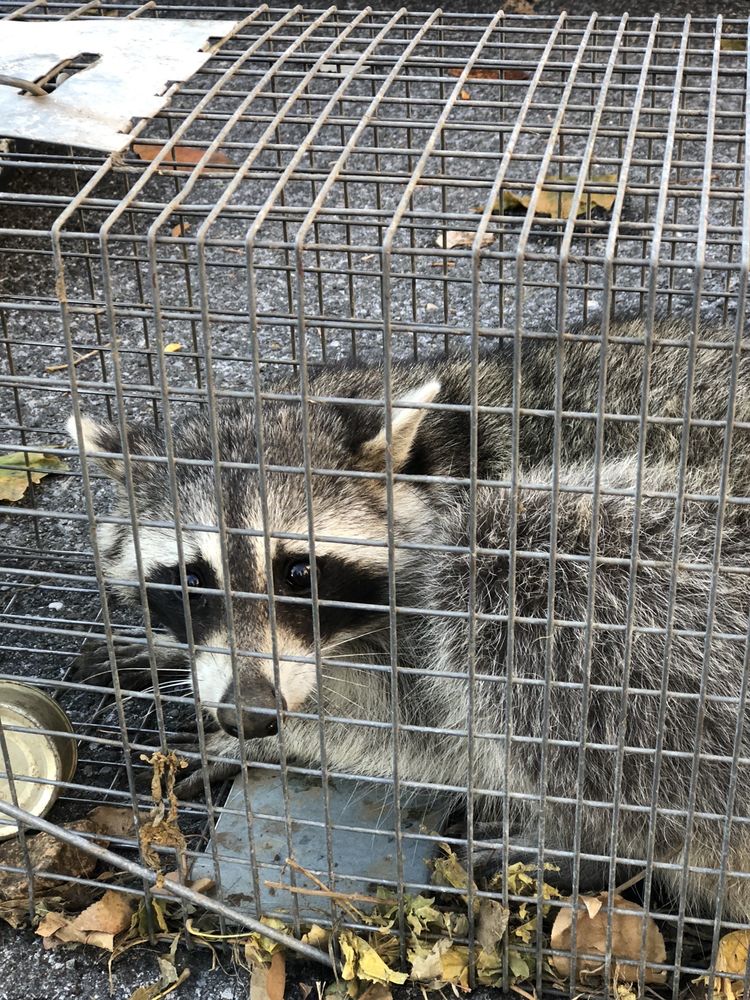 EMPIRE STATE PEST CONTROL 21 Photos Brooklyn, New York Pest