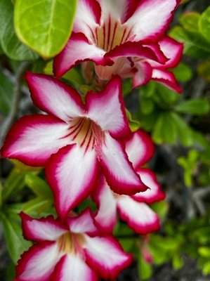 Aloha Junction Bed and Breakfast by null