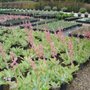 Photo of West Covina Wholesale Nursery
