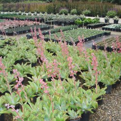 West Covina Wholesale Nursery
