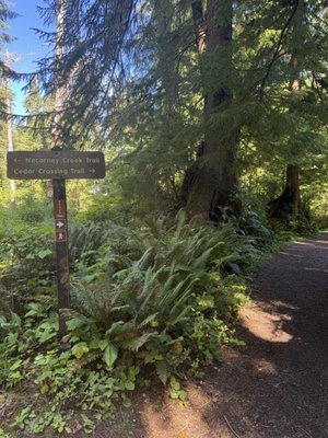 Oswald West State Park by null