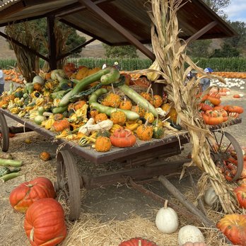 Solvang Farmer Pumpkin Patch - Pumpkin Patches Near Me - Solvang, California Solvang Farmer Pumpkin Patch - Pumpkin Patches Near Me - Solvang, California
