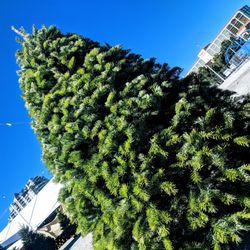 Rudolph's Christmas Trees