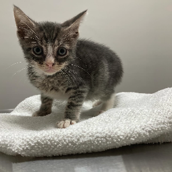 Mid Island Veterinary Practice - Veterinarians Near Me - Staten Island, New York Mid Island Veterinary Practice - Veterinarians Near Me - Staten Island, New York