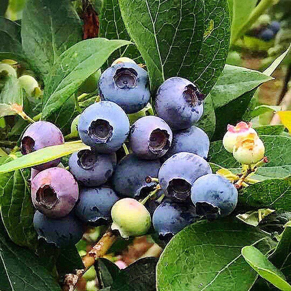 Blueberries