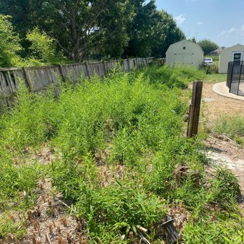 GotConstruction - Bamboo that started growing back. - Landscaping Near Me