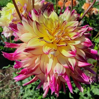 Old House Dahlias - Florists Near Me - Tillamook, Oregon Old House Dahlias - Florists Near Me - Tillamook, Oregon