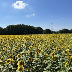 Thistleberry Farm - Sunflowers