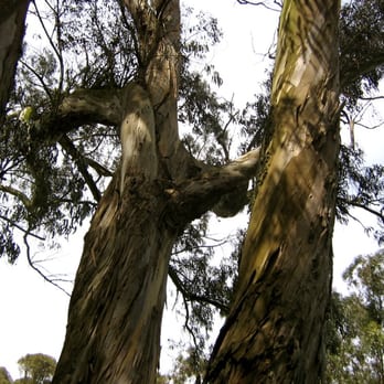The Panhandle - Parks Near Me - San Francisco, California The Panhandle - Parks Near Me - San Francisco, California