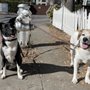Photo of Jen's Dog Walking Service