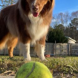 Furry Land - Wilmington - Good looking dog