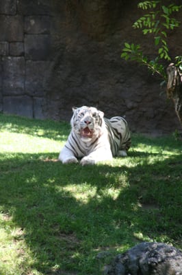 Bioparc Fuengirola by null