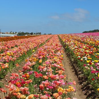 The Flower Fields - Venues & Event Spaces Near Me - Carlsbad, California