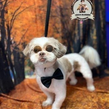 Pets on Broadway NYC - Murray photoshoot - Pet Groomers Near Me - New York, New York