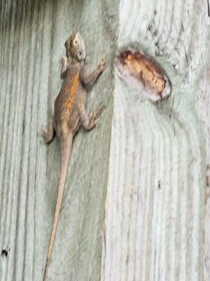 Pelican Island National Wildlife Refuge by null