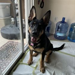 Parker's Pack Dog Training - Aerie, my rescue pup