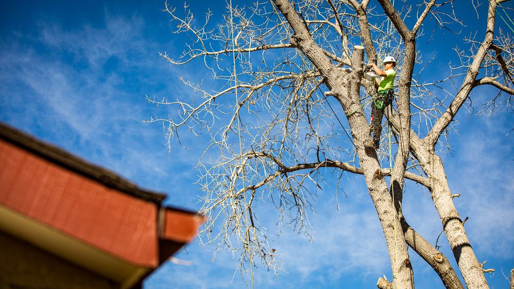 King Tree Service - tree service in Colorado Springs, CO