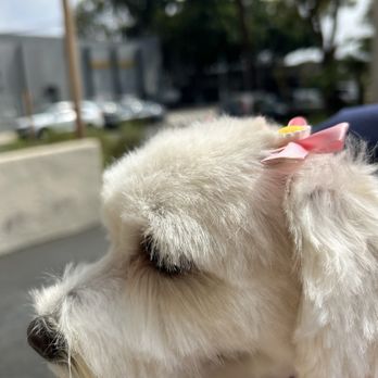 My Pet Garden - Dog Grooming - Pet Stores Near Me - Pasadena, California