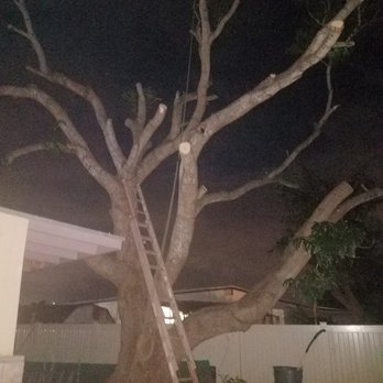 MonkeyMan Tree Care - End day 2 - Tree Services Near Me - Aiea, Hawaii MonkeyMan Tree Care - End day 2 - Tree Services Near Me - Aiea, Hawaii