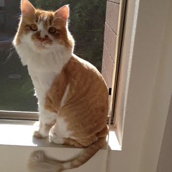 Cat Groomer In Your Home - Charlie after his "do" by Pat. - Pet Groomers Near Me Cat Groomer In Your Home - Charlie after his "do" by Pat. - Pet Groomers Near Me