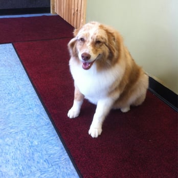 Hollywood Dog Salon - Ripley on the Red Carpet! - Pet Groomers Near Me - Hammonton, New Jersey