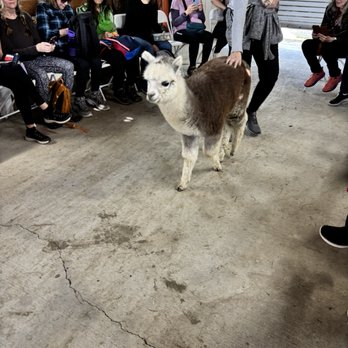 Ogden Alpaca farm - Food Tours Near Me Ogden Alpaca farm - Food Tours Near Me