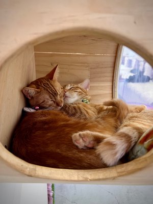 Purrfecto Cat Lounge by null