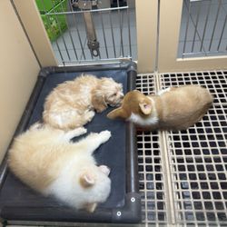 Petland Buford Mall of Georgia